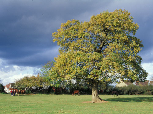 our tree in the walking field