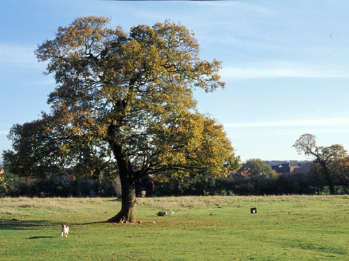 our tree from the other side & Molly