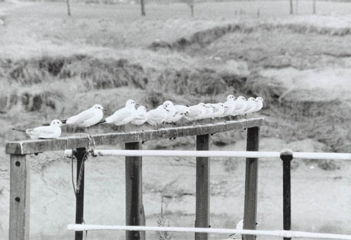 odd one out in Bristol docks