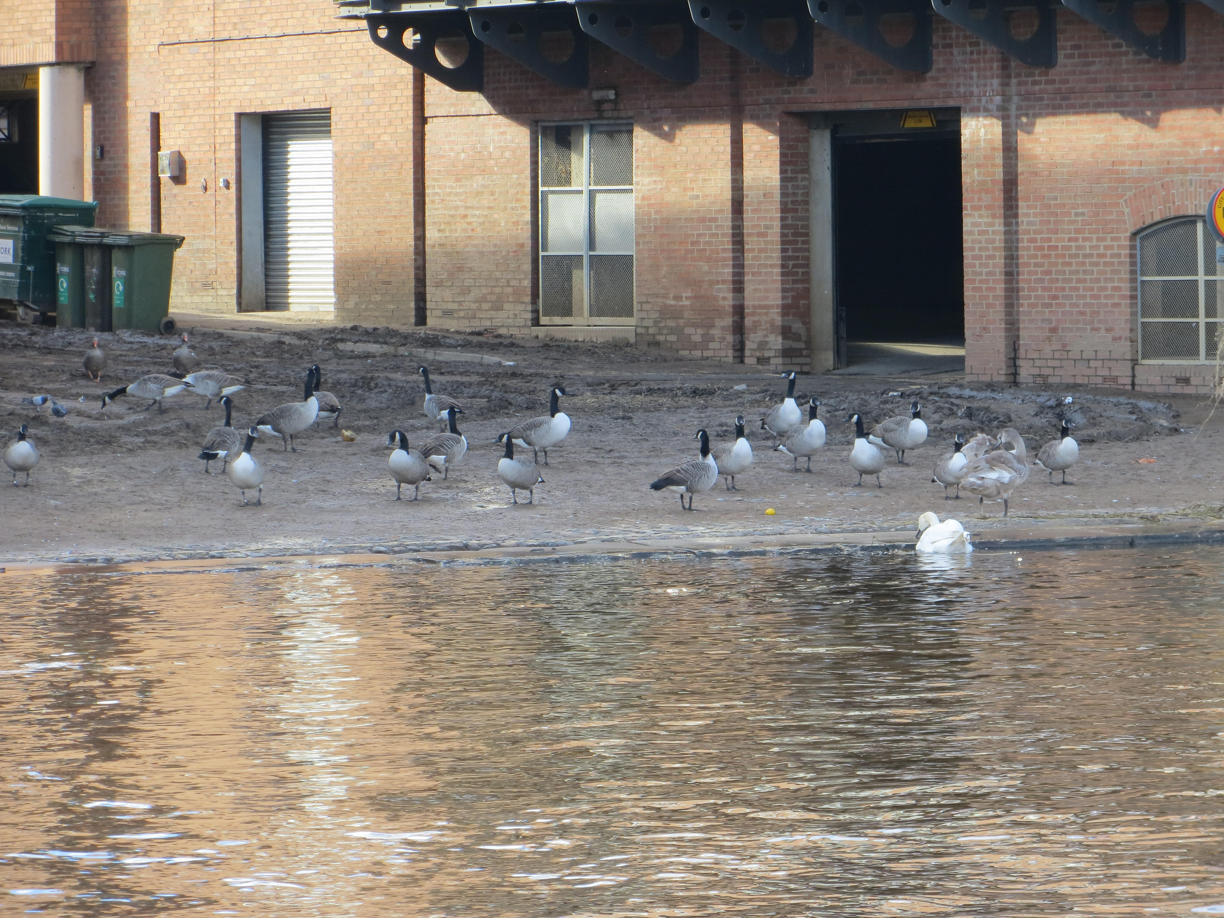 Canada geese York 2012