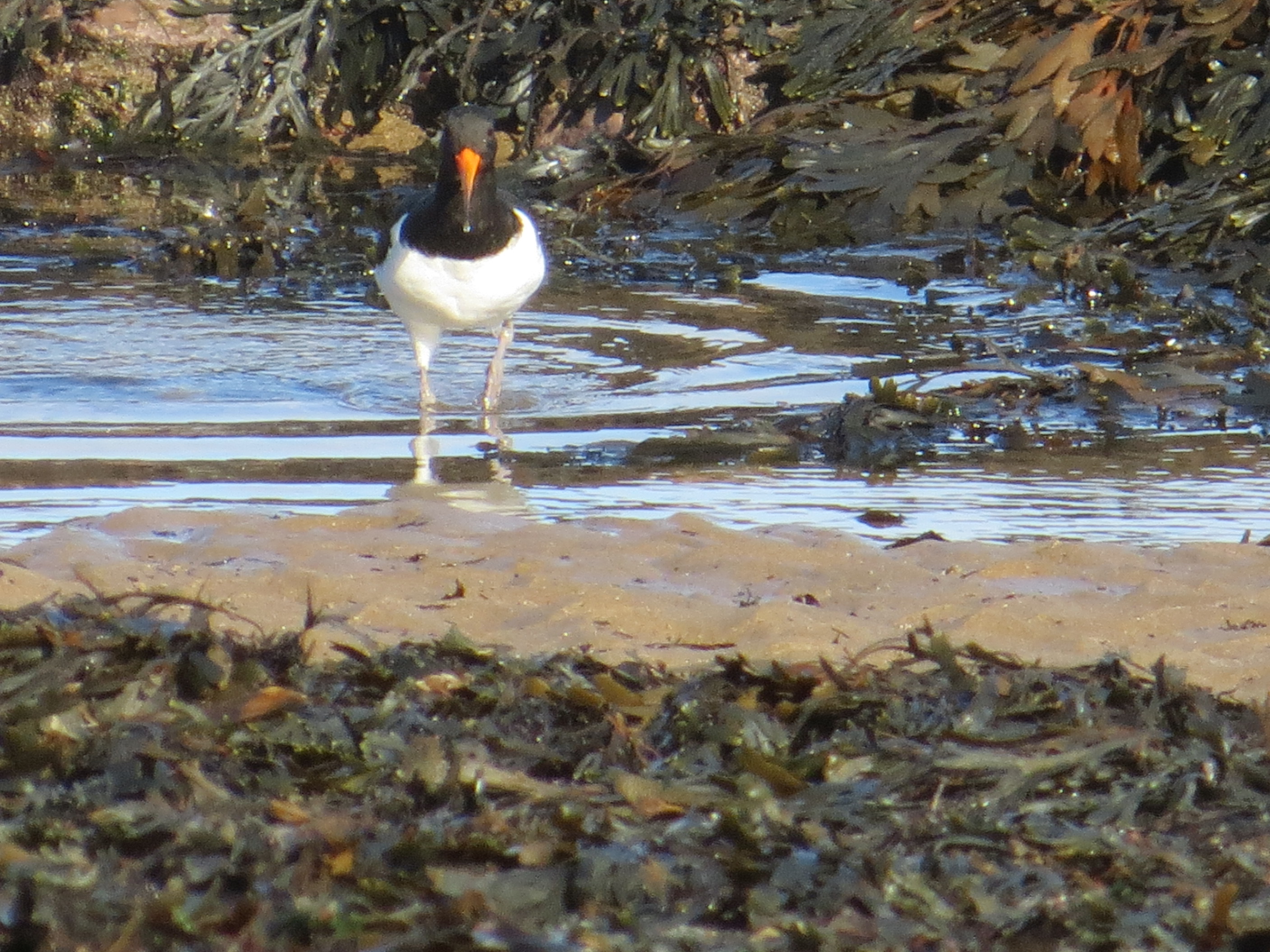 Oystercatcher Scarborough 2016