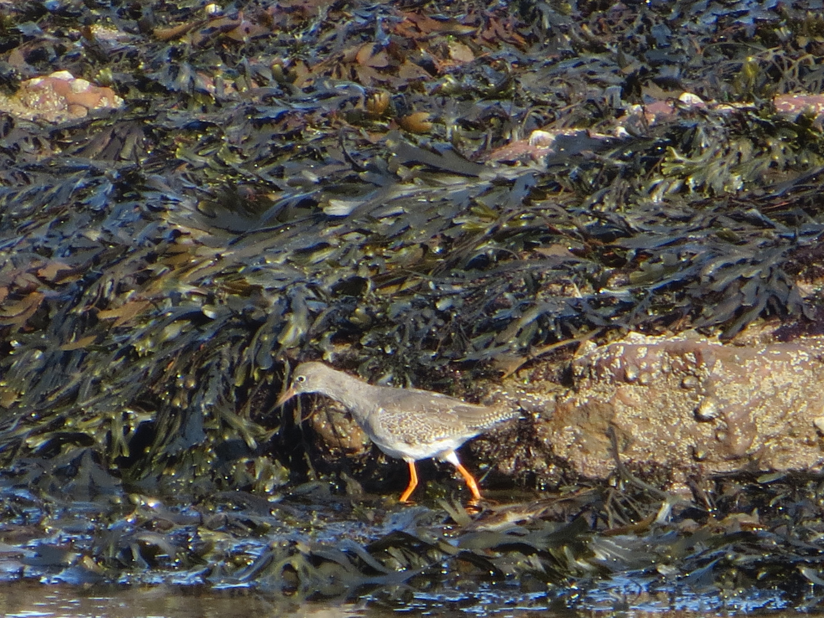 Redshank Scarborough 2016