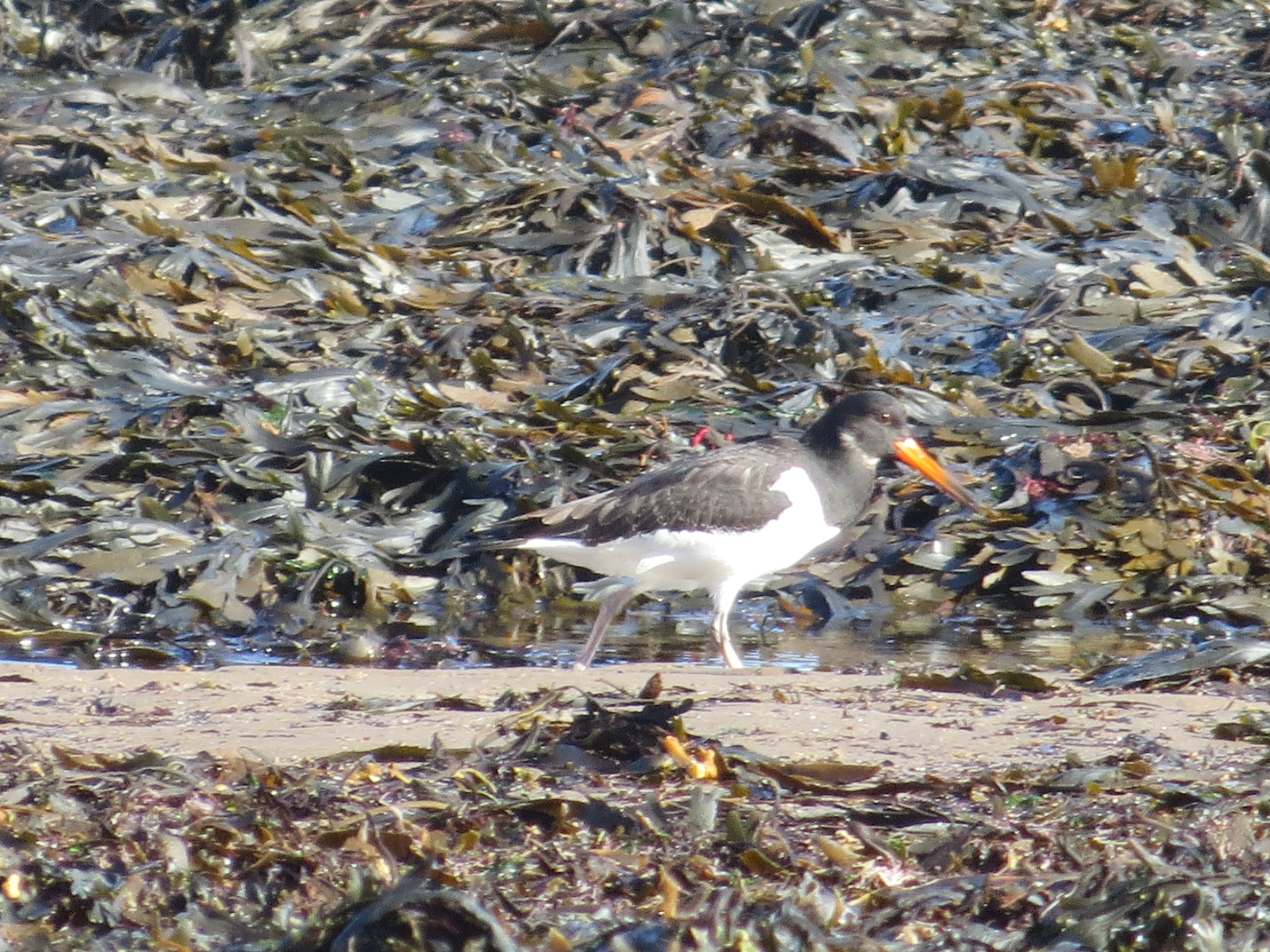 Oystercatcher 