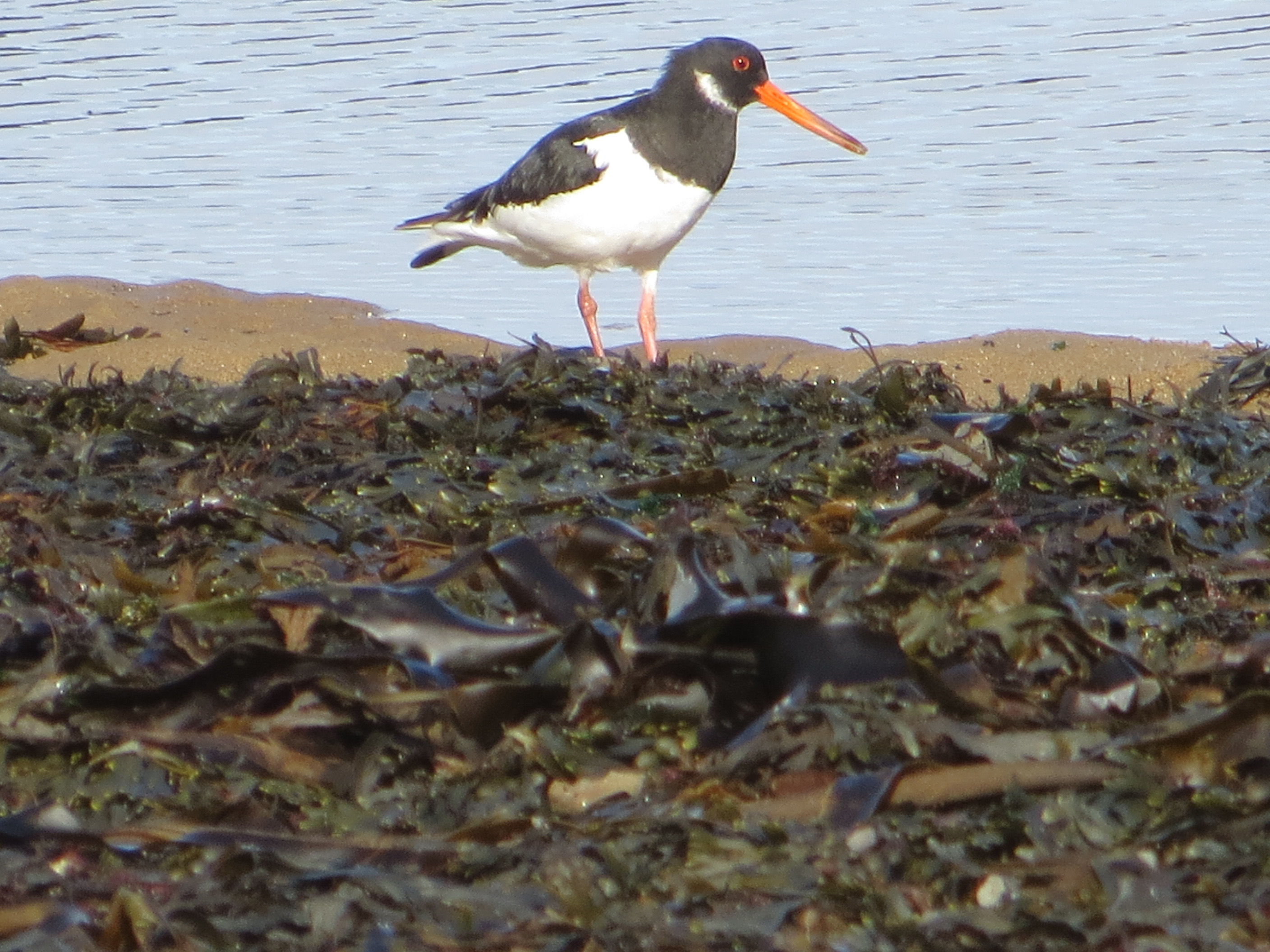 Oystercatcher Scarborough 2016