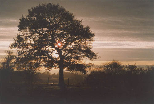 another tree at dusk